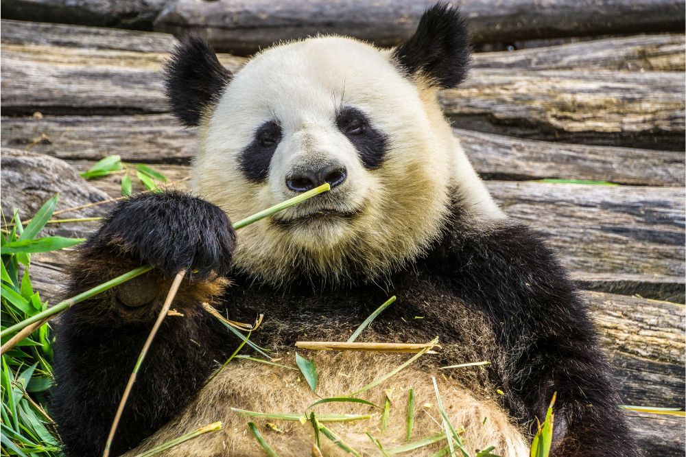 Bamboo Blissful panda