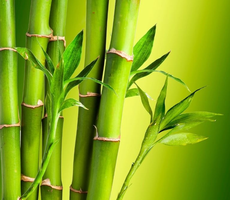 Connect with Bamboo Blissful