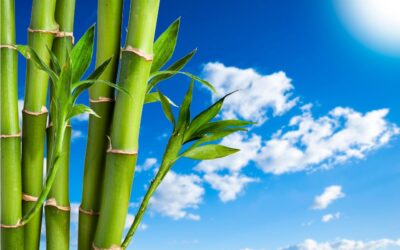 Bamboo And Sustainability: The Perfect Match