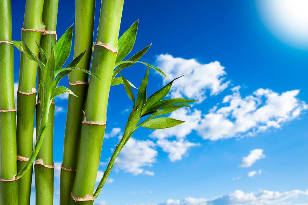 Bamboo and sustainability