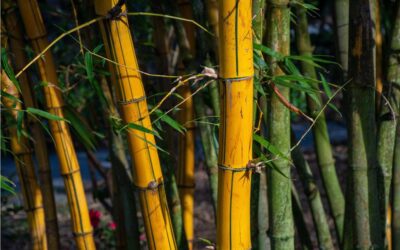 10 Ways To Incorporate Bamboo Into Your Everyday Life
