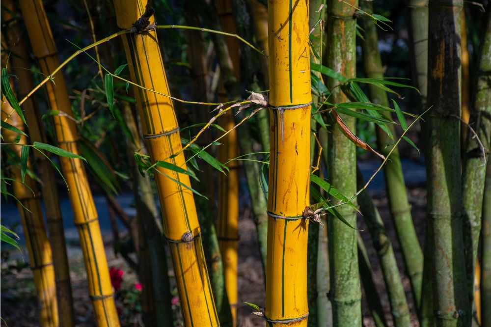 Incorporate Bamboo Into Your Everyday Life