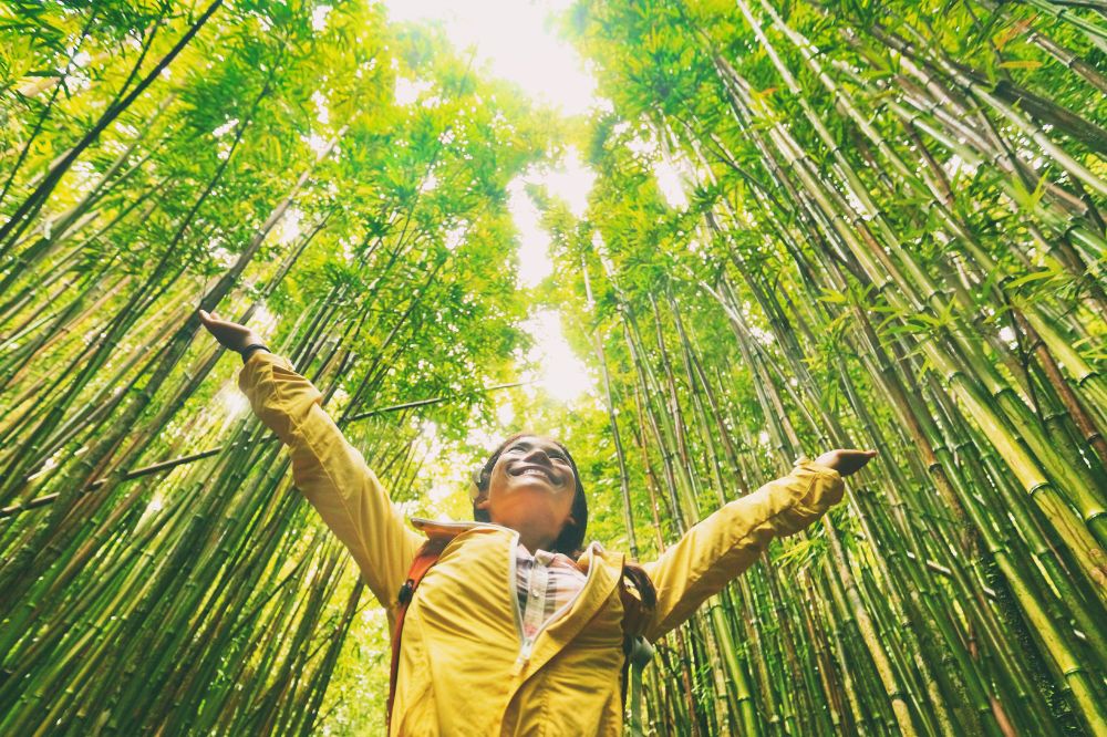 Sustainability And Environmental Benefits of Bamboo