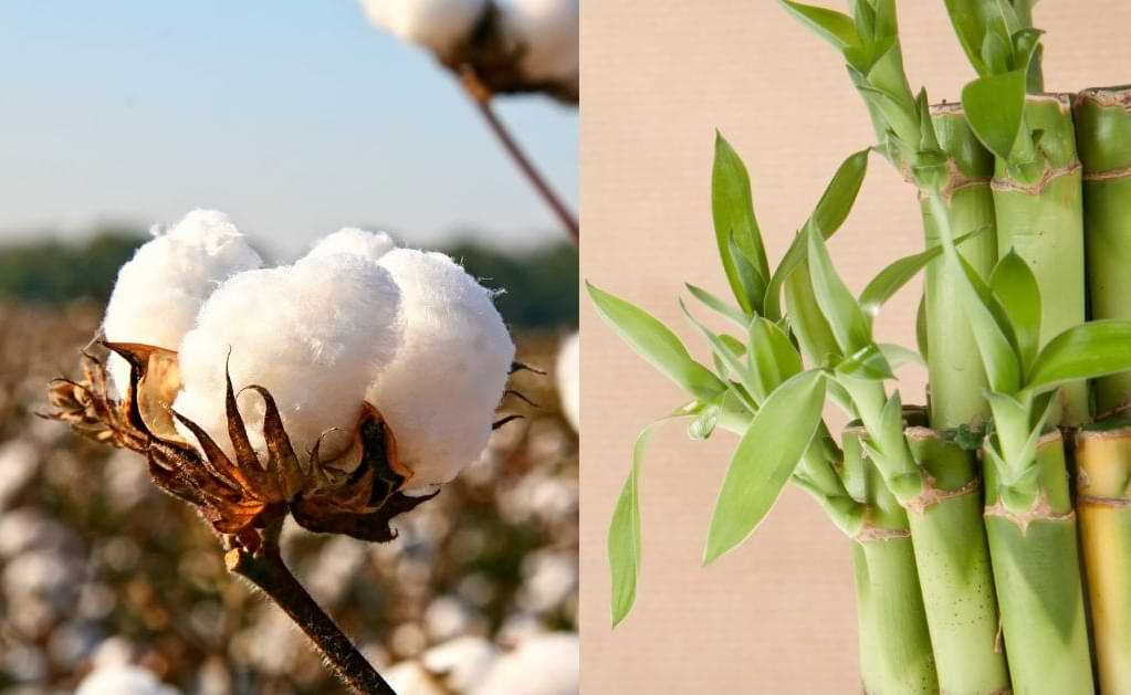 Bamboo Vs. Cotton: Which Is More Eco-Friendly?