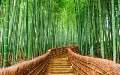 The History Of Bamboo And Its Use In Modern Products