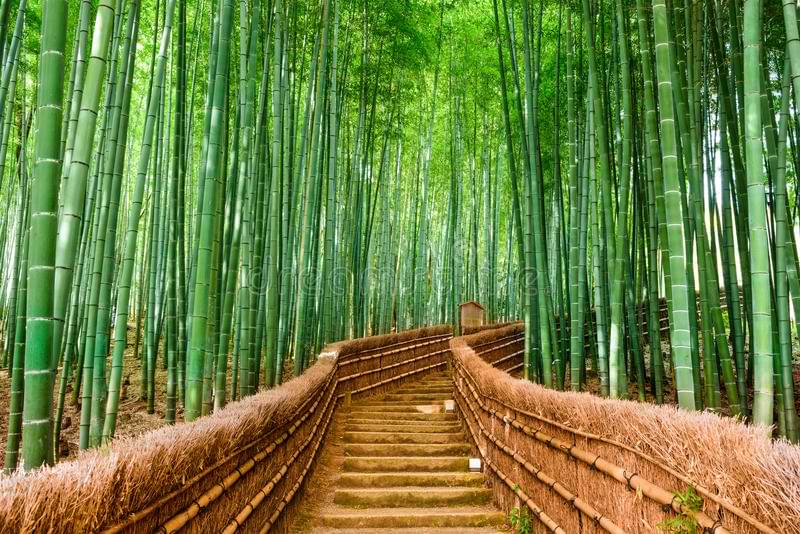 The history of bamboo products